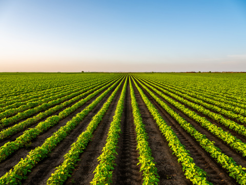 What Role Does Polyacrylamide Play in Agricultural Production